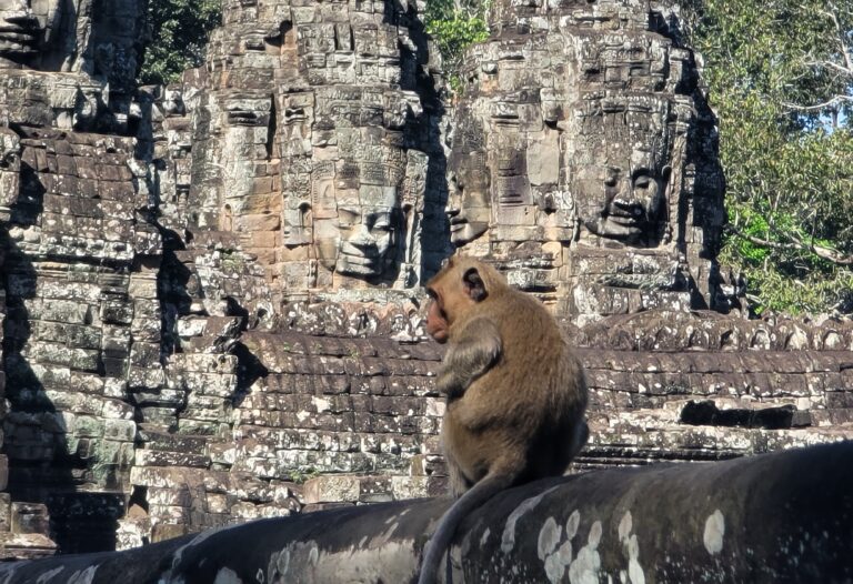 siem reap taxi driver tours